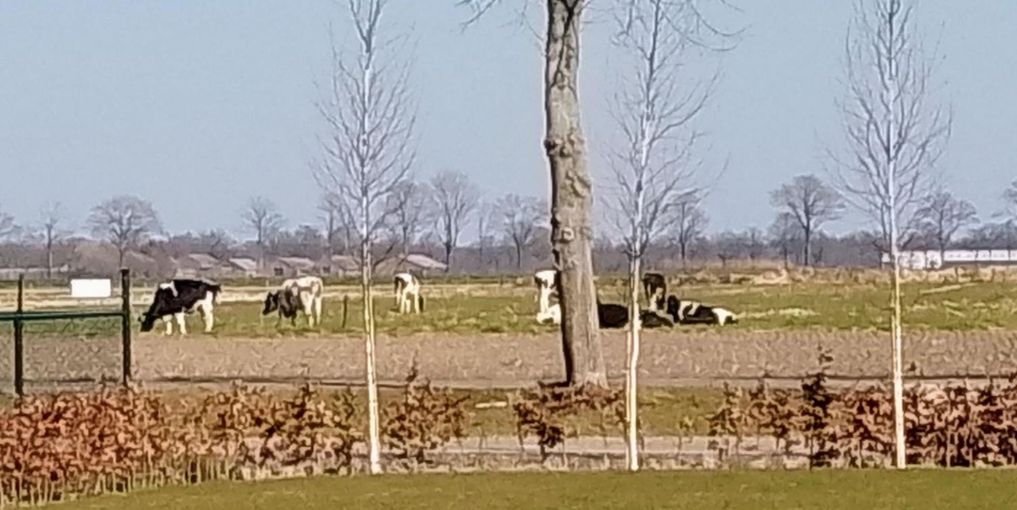 Ut Witte Huisje Venhorst エクステリア 写真